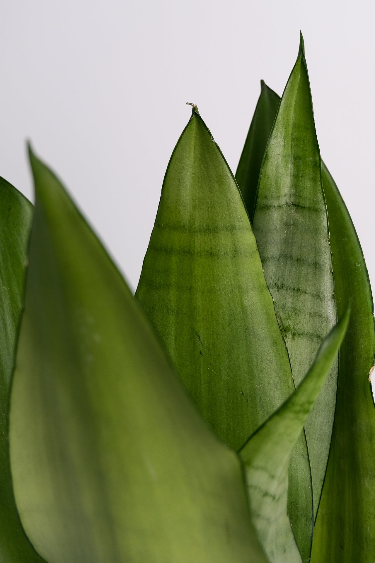 Sansevieria Moonshine - Image 2