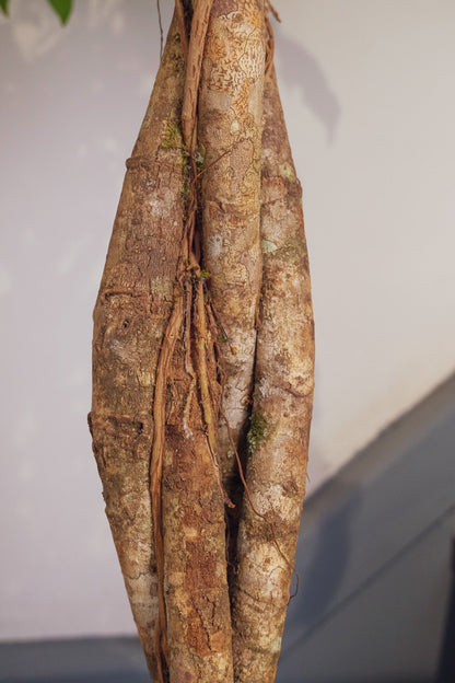 Schefflera Compacta - Image 2