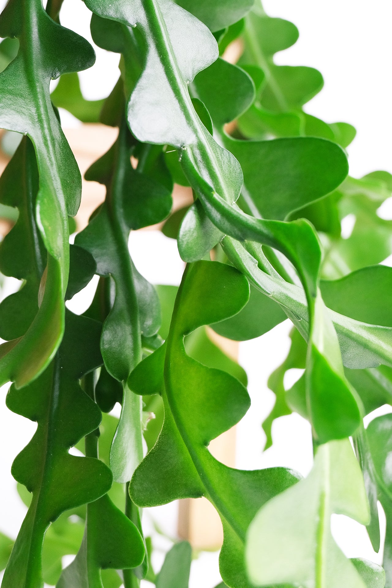 Selenicereus anthonyanus - Image 1