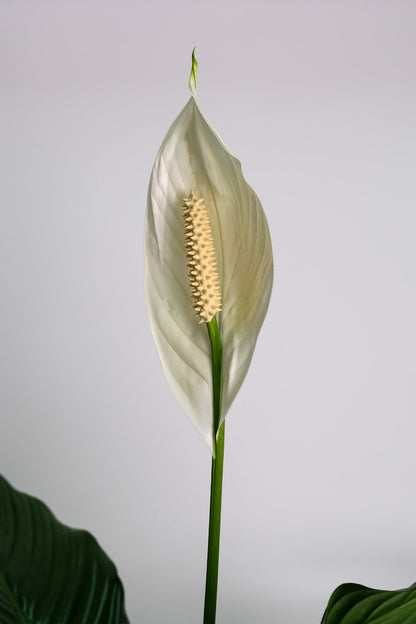 Spathiphyllum - Image 2