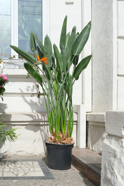 Strelitzia Reginae - Image 17