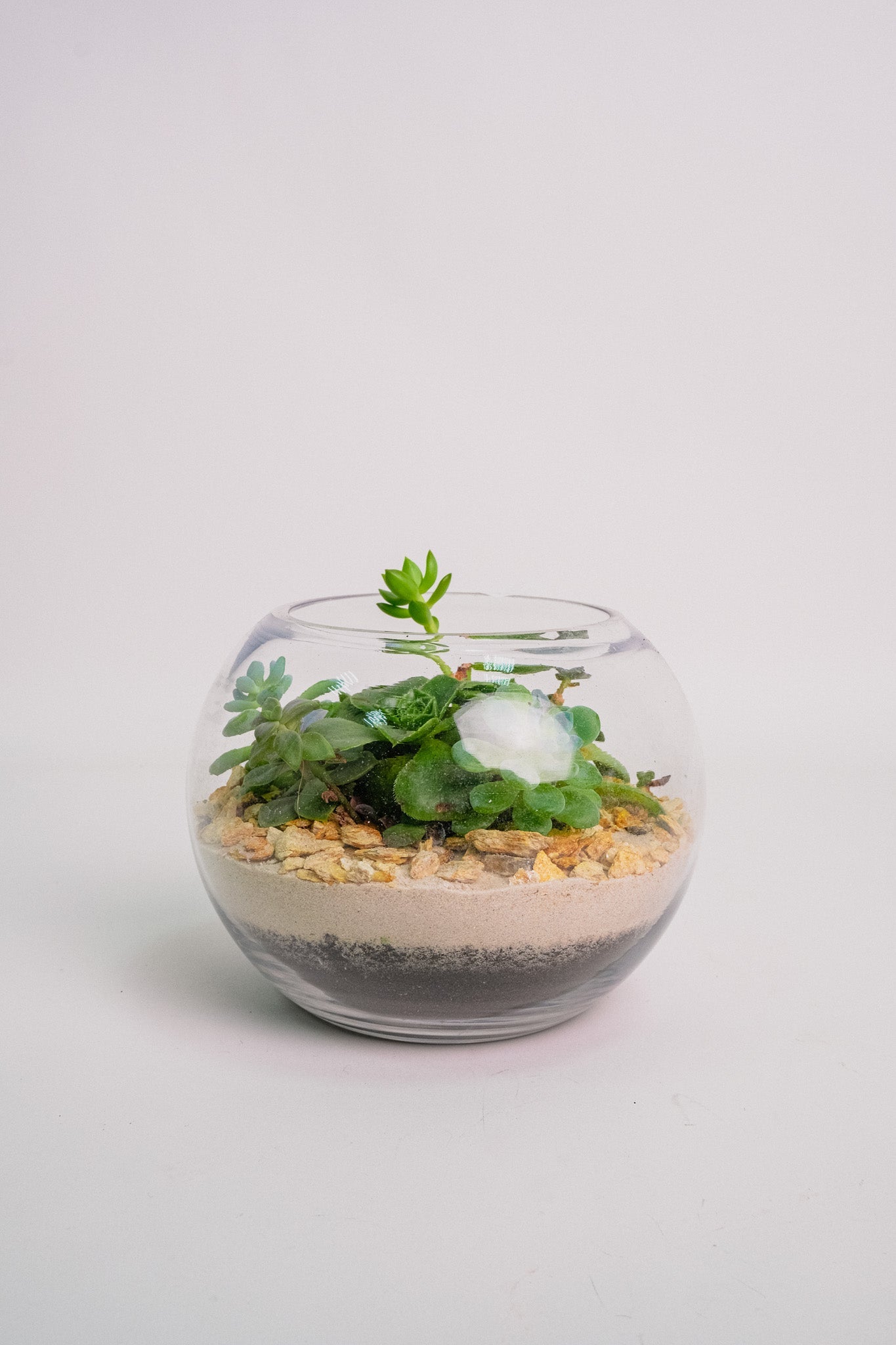 Terariu cu nisip alb mediu - Image 01