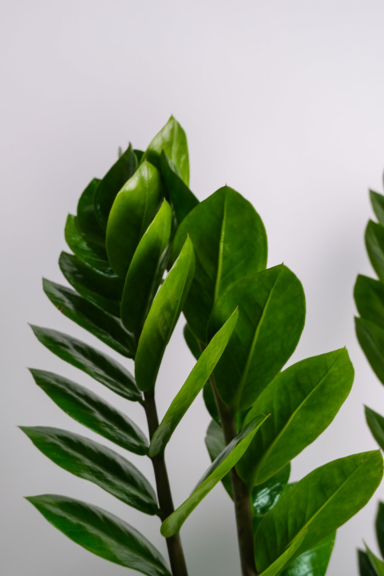 Zamioculcas - 2