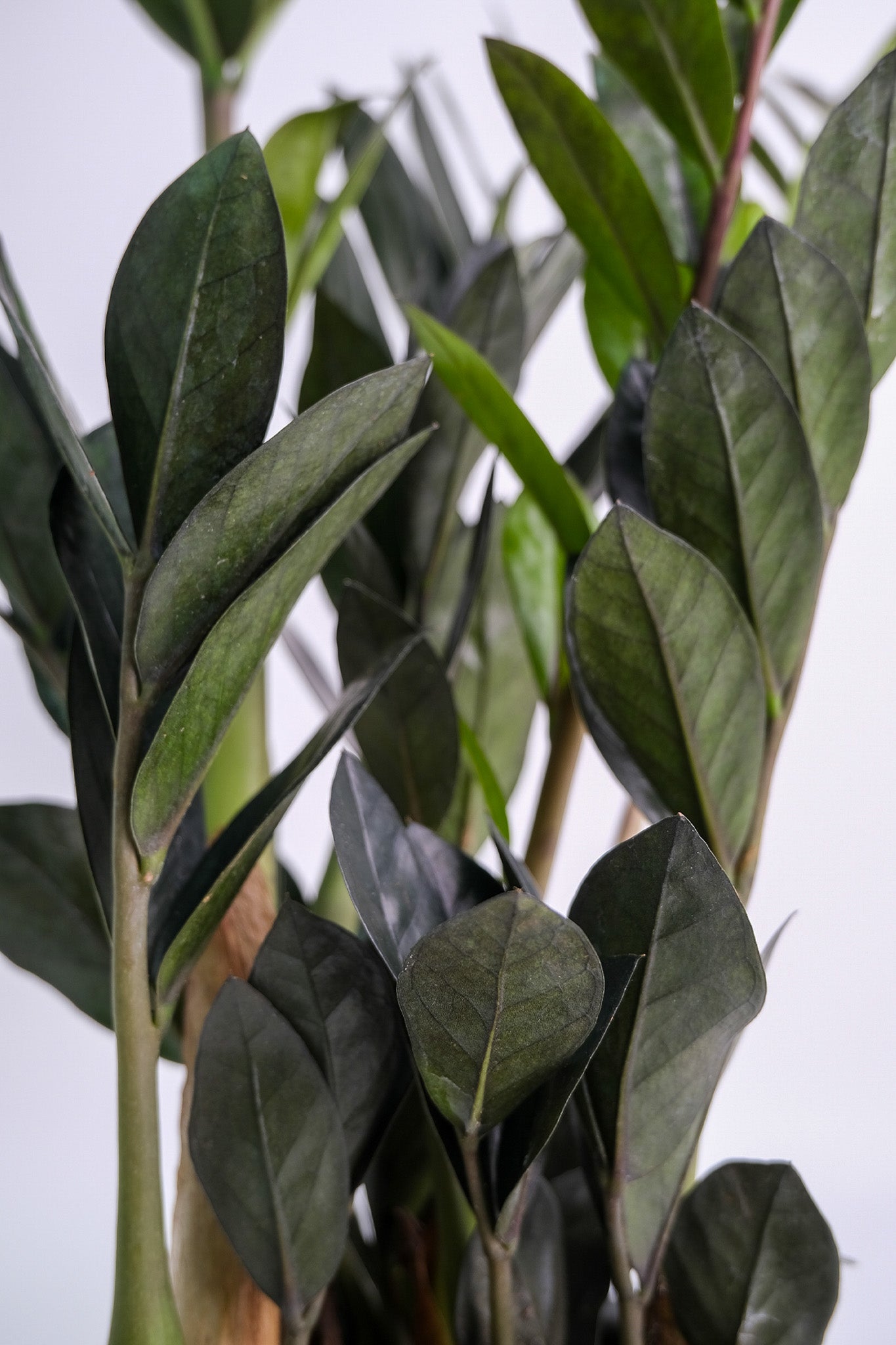 Zamioculcas Raven - 2