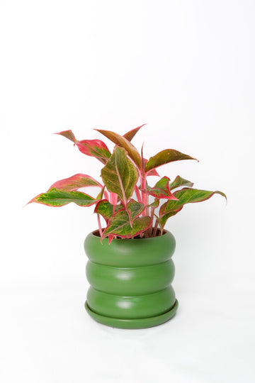 Aglaonema Crete
