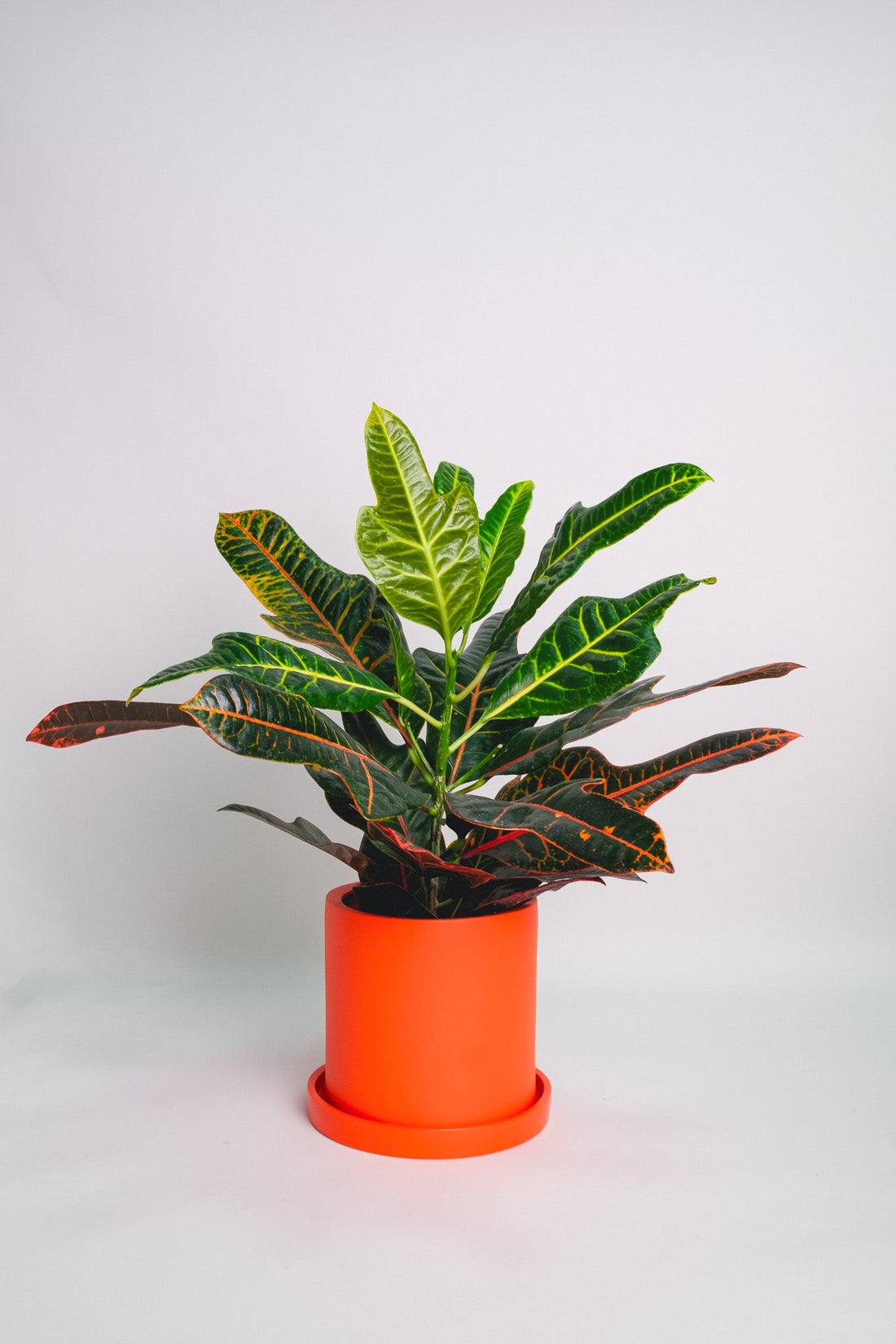 Croton Excellent - Image 2