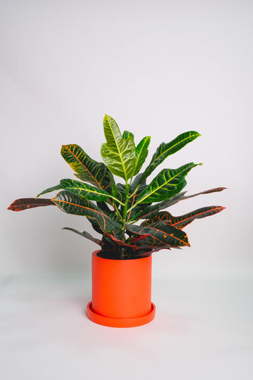 Croton Excellent
