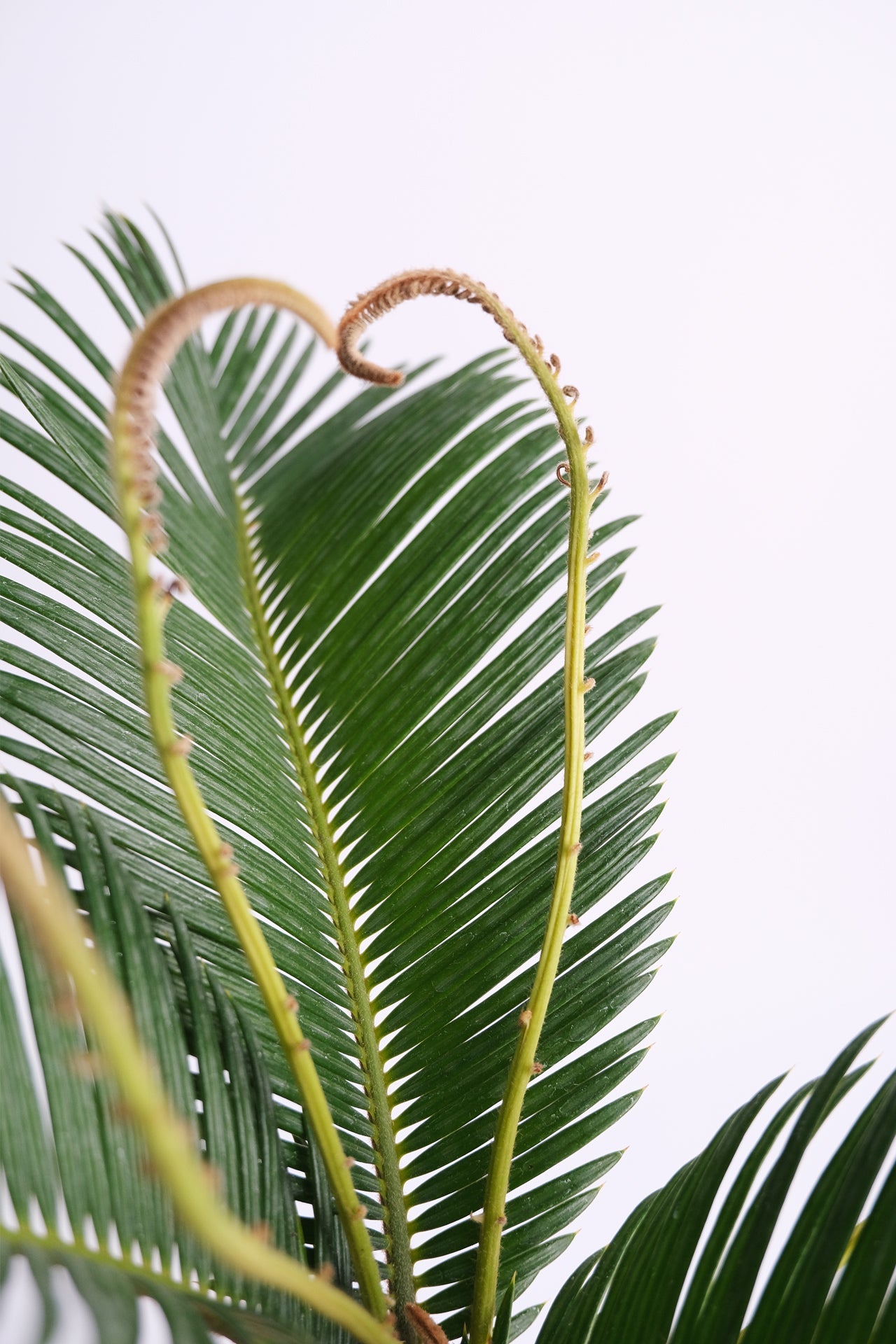 Cycas Palm - Image 2