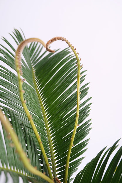 Cycas Palm - Image 2