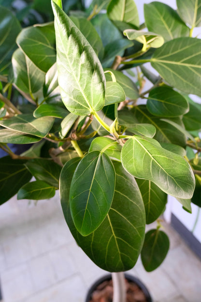 Ficus Audrey on Stem - Image 2