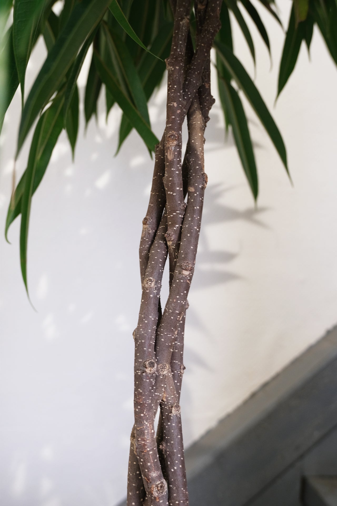 Ficus Bin Alii Twisted - Image 2