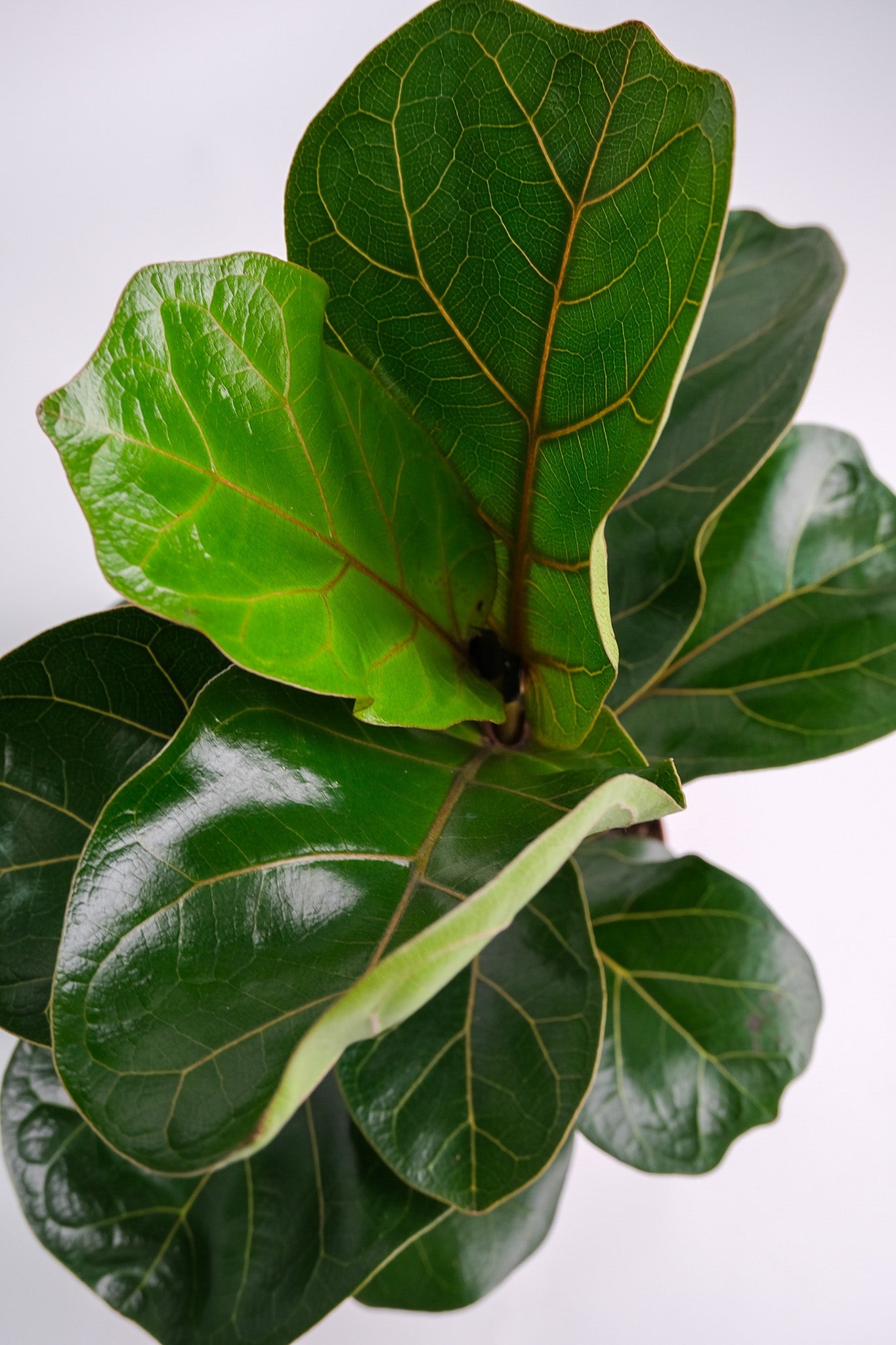 Ficus Lyrata Bambino - Image 2