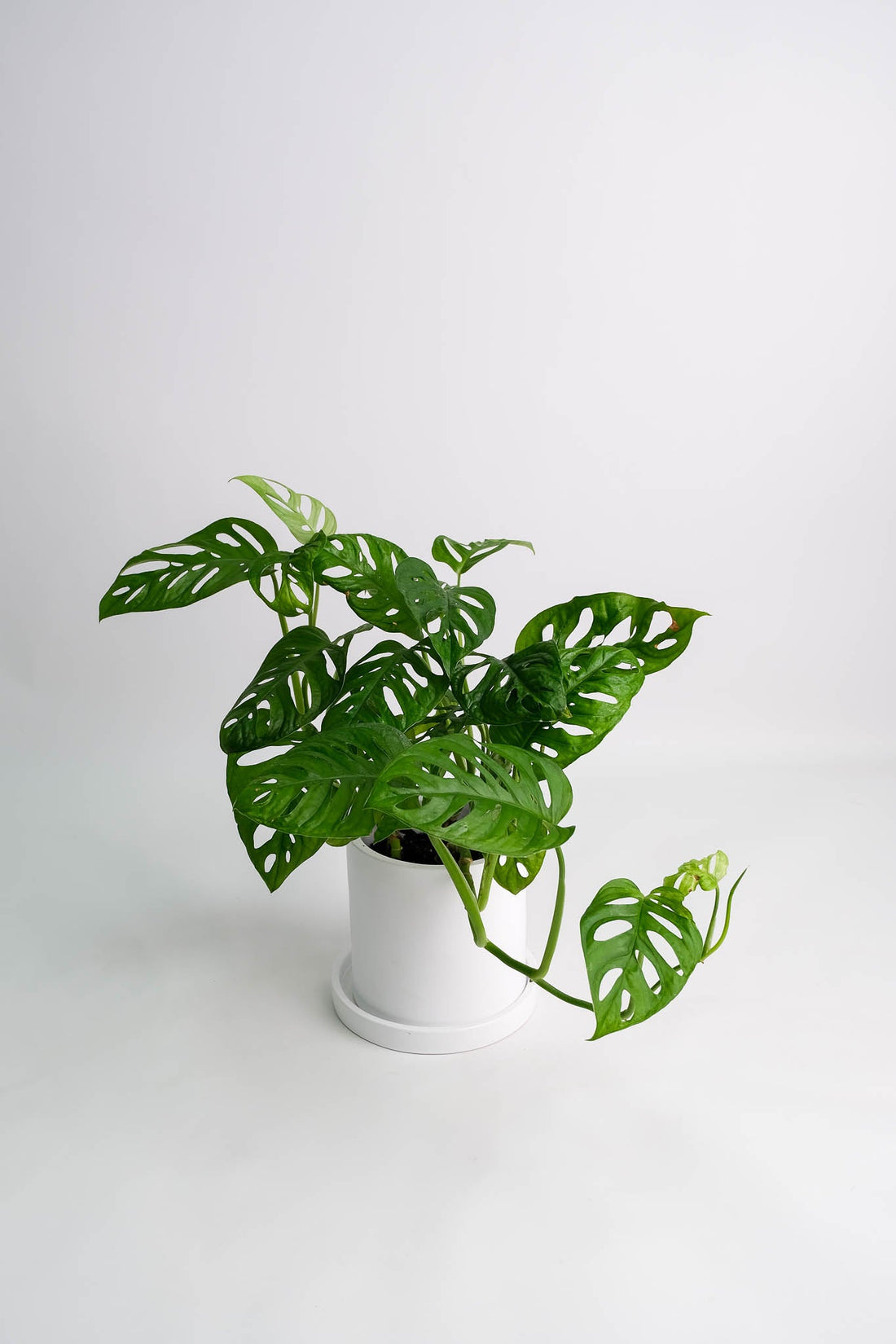 Monstera Monkey - Image 2