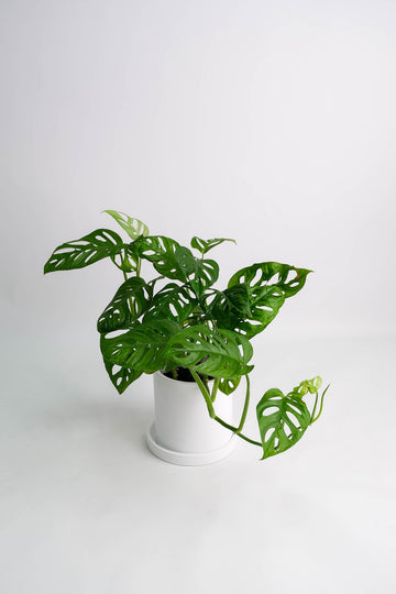 Monstera Monkey
