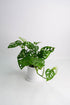 Monstera Monkey - Image 2