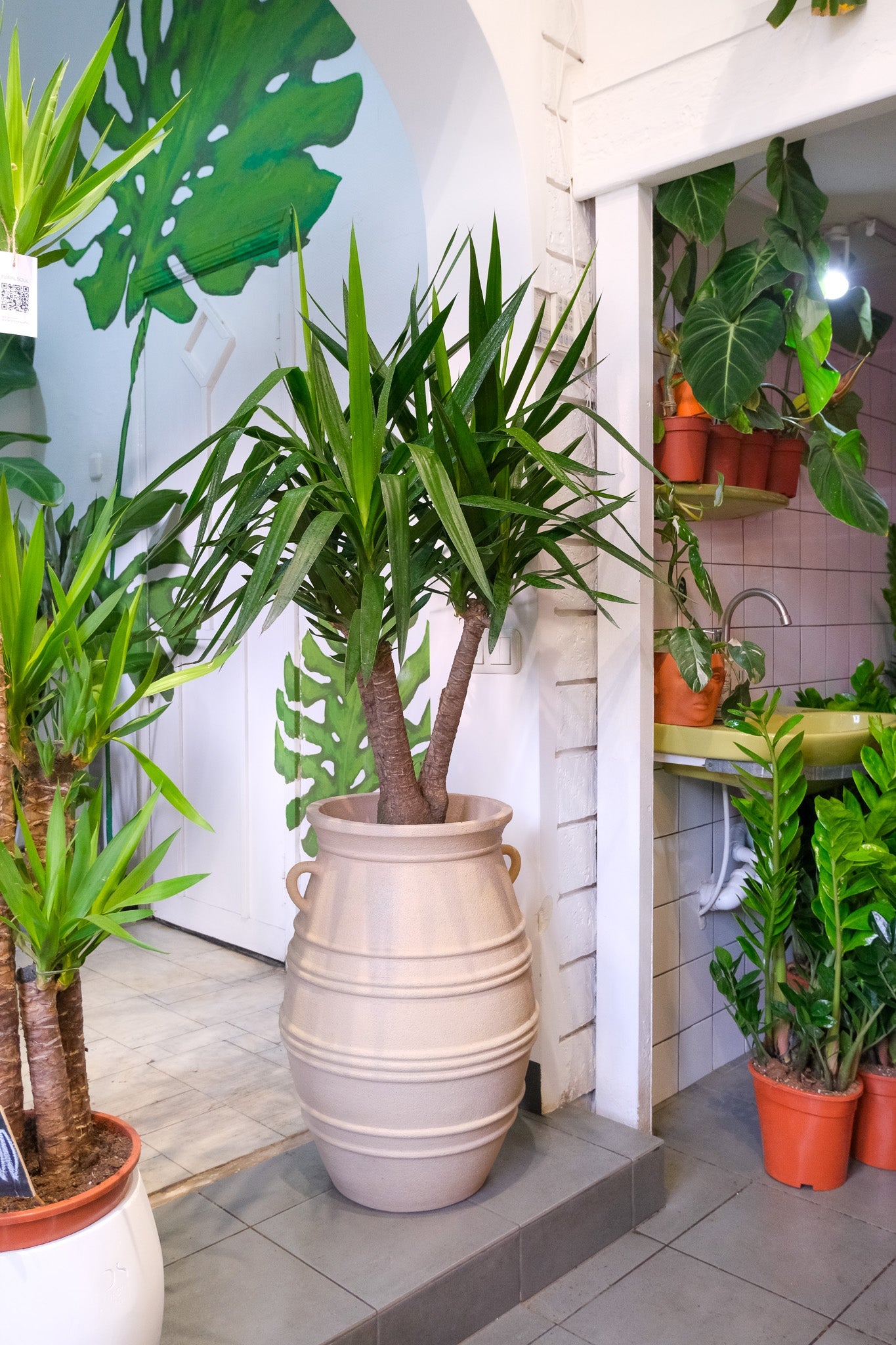 Yucca Branched - Image 2