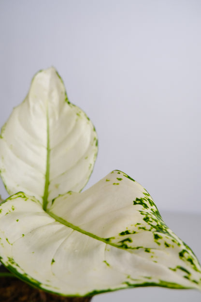 Aglaonema White Joy