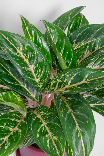 Aglaonema Coco Green - 3