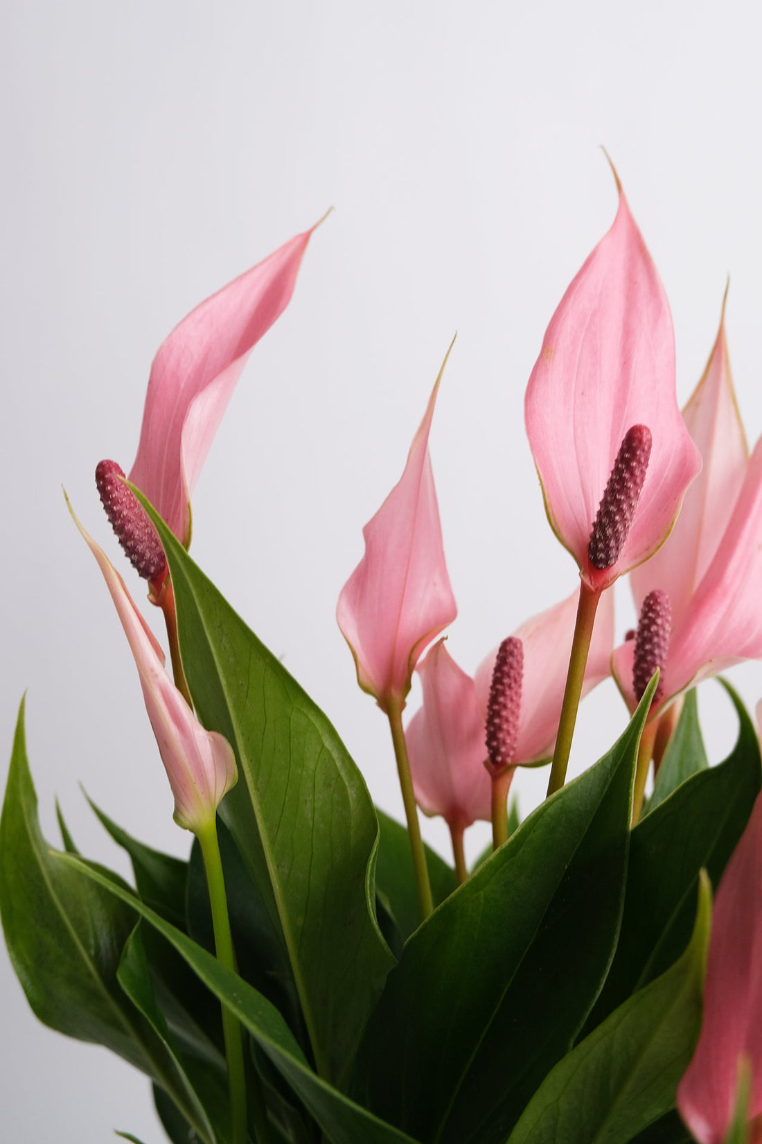 Anthurium Lilli - 02_Anthurium Lilli.jpg