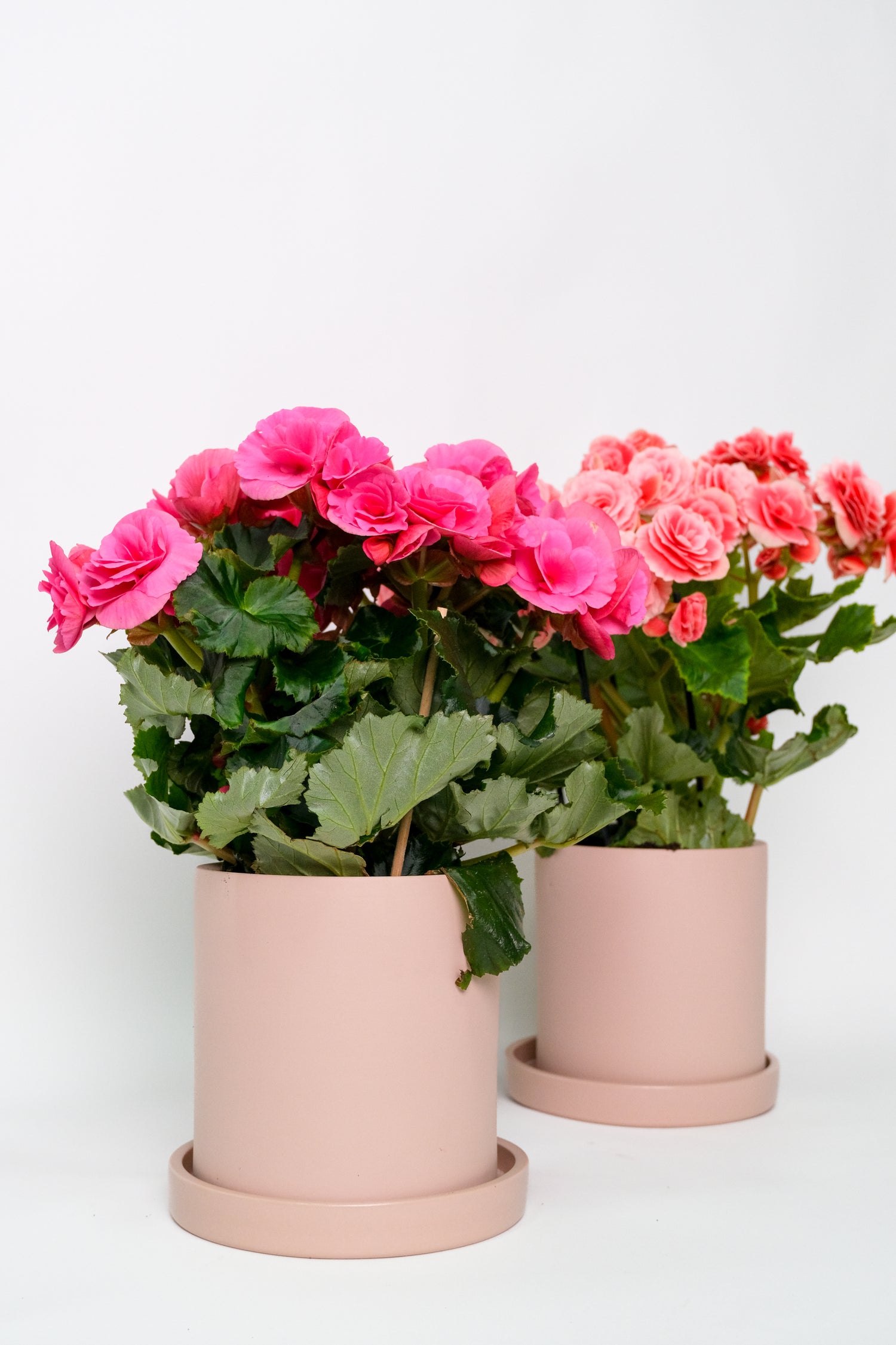 Begonia mix