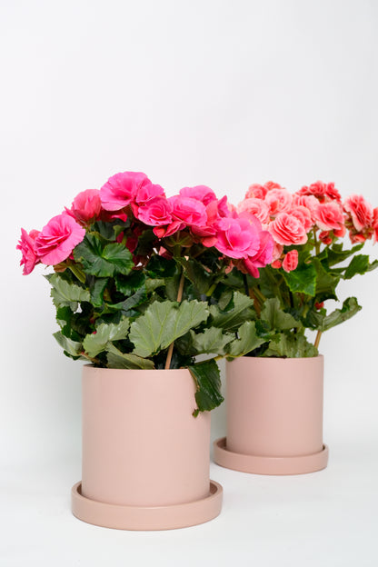 Begonia mix