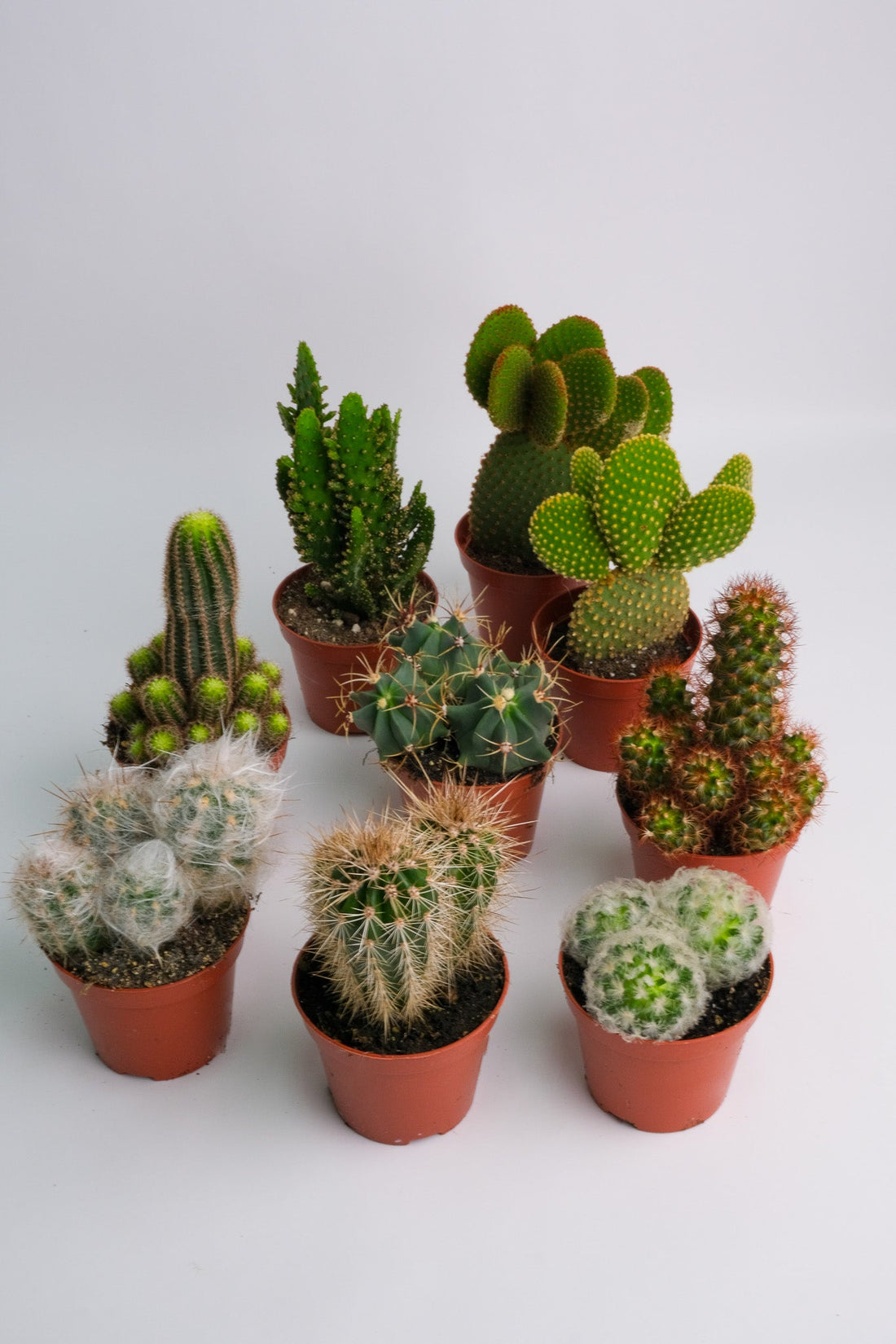 Cactus Mix - Image 3