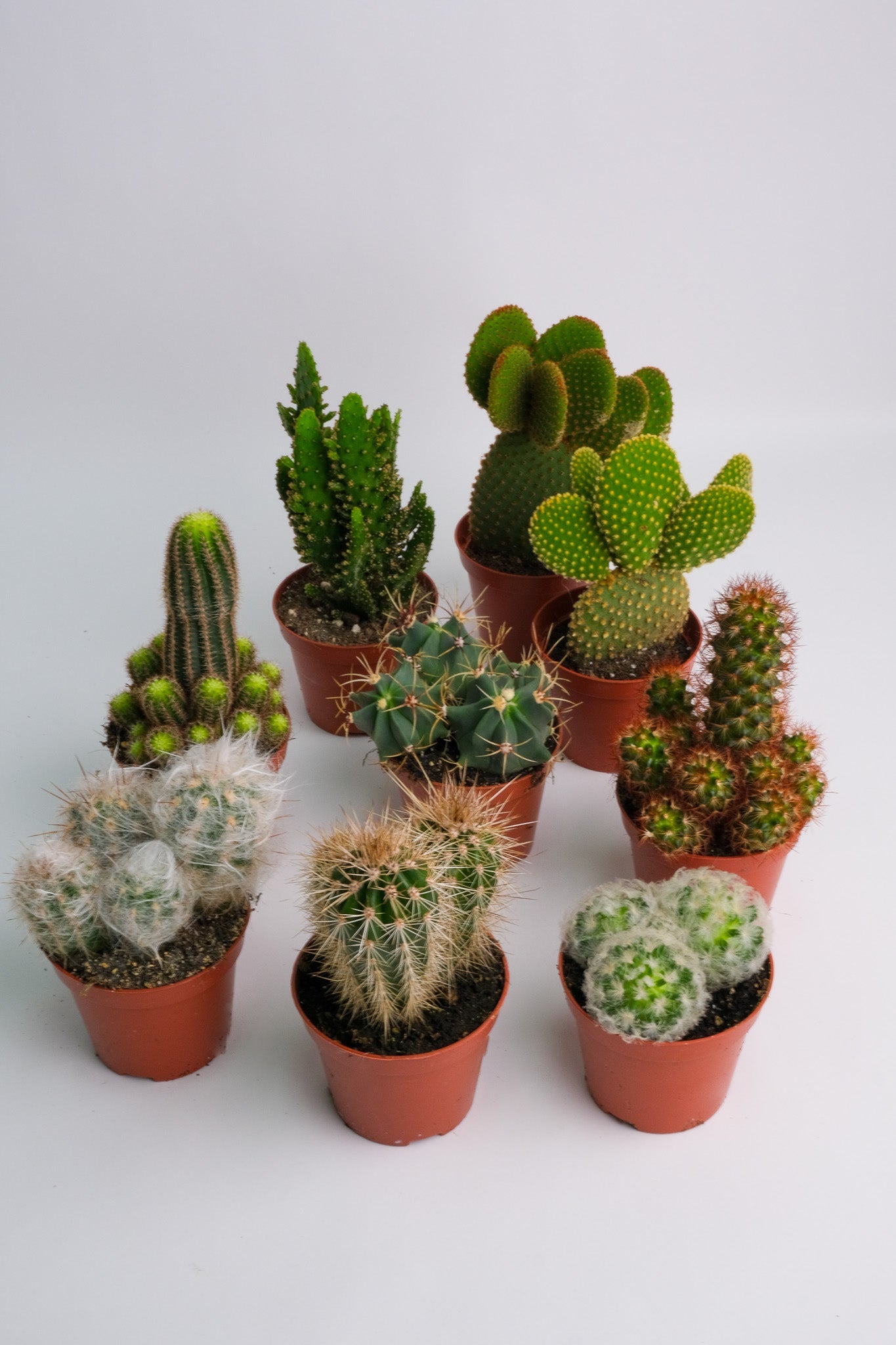 Cactus Mix - Image 3