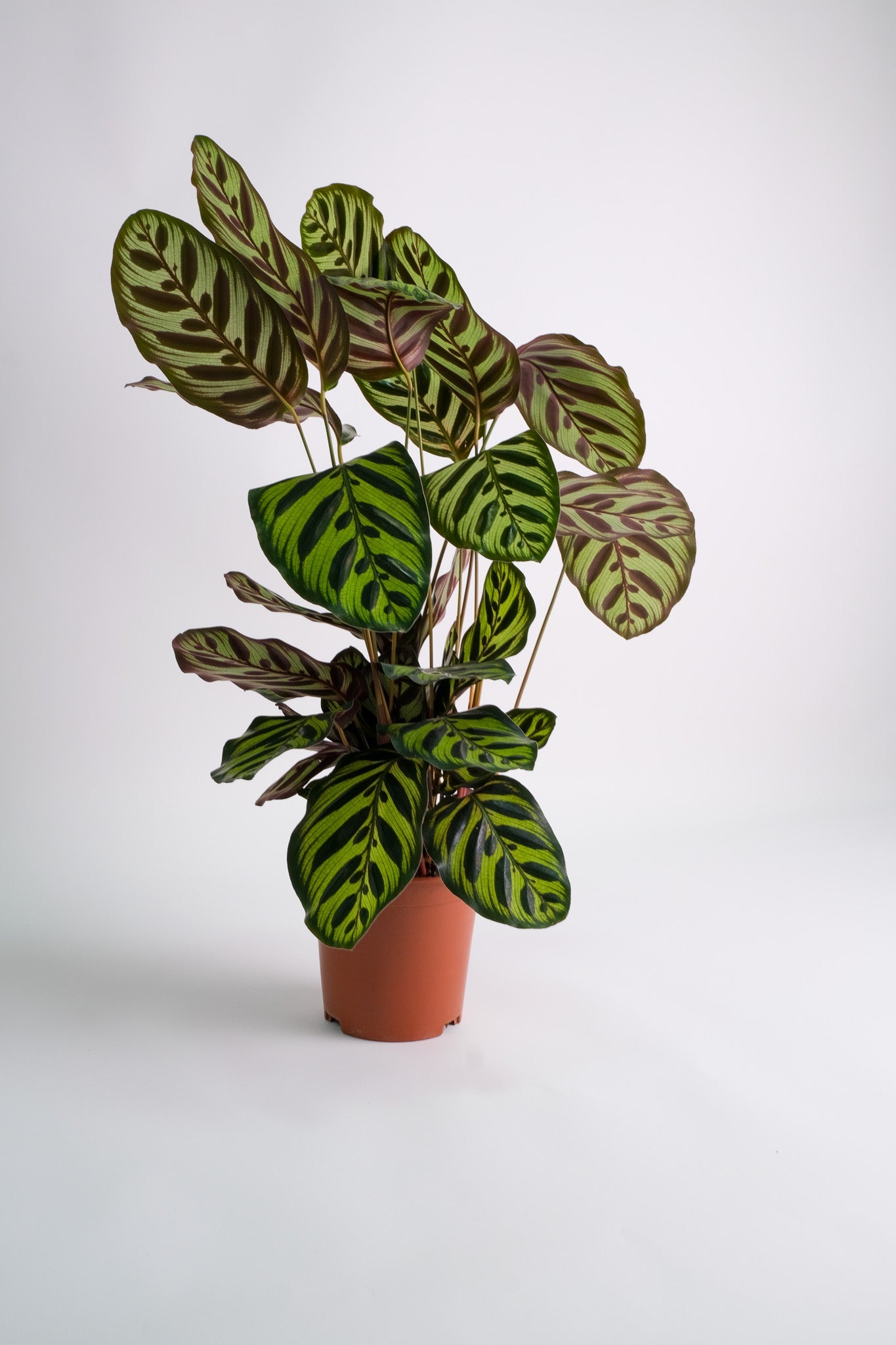 Calathea Makoyana - Image 2