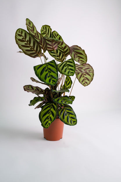 Calathea Makoyana - Image 2