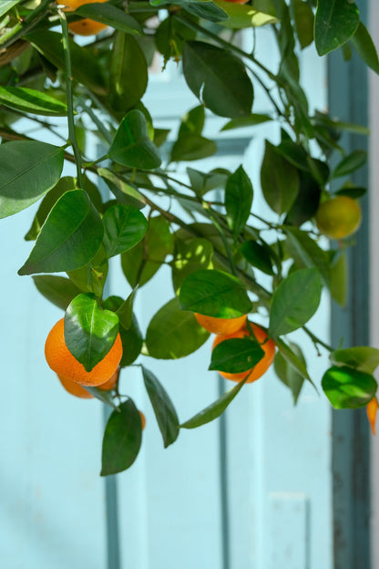 Citrus Calamondin on Stem - Image 3
