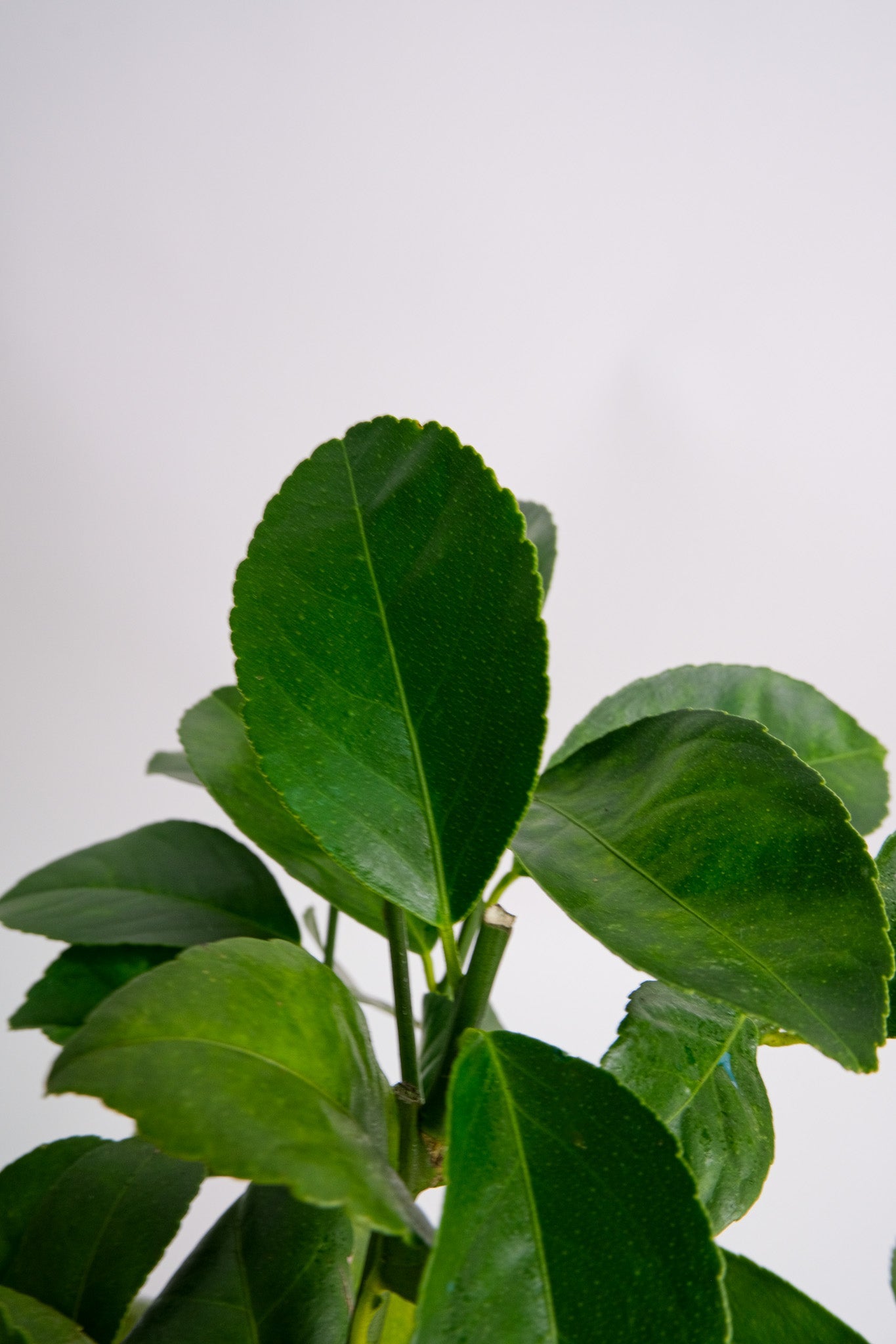 Citrus Lemon bush - Image 3