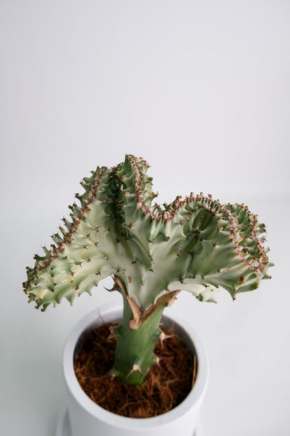 Euphorbia Lactea Cristata - Image 02