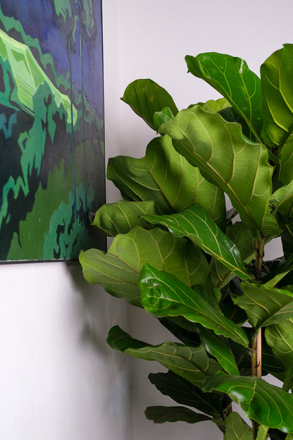 Ficus Lyrata