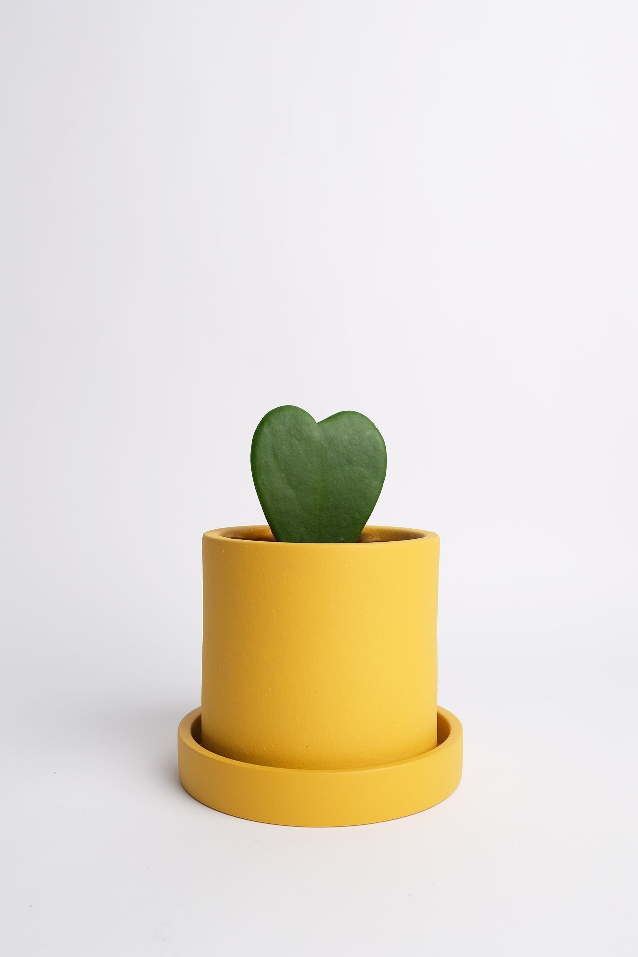 Hoya heart - Image 02