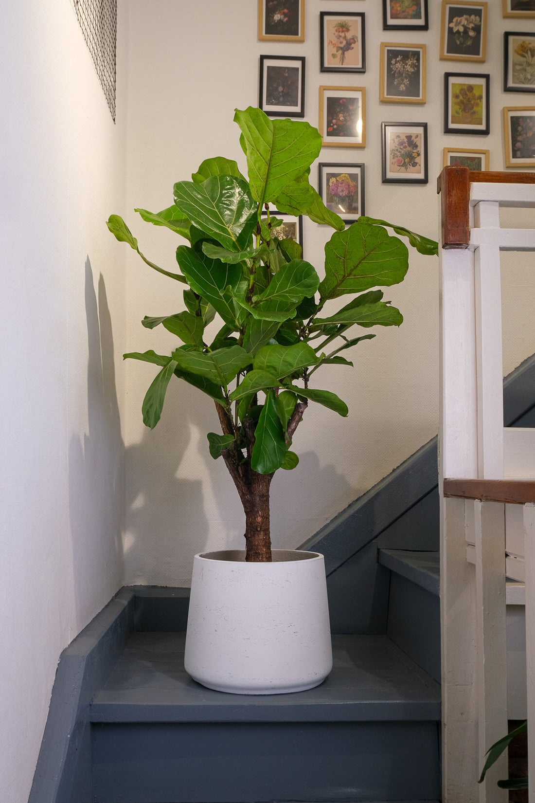 Ficus Lyrata Branched - Image 6