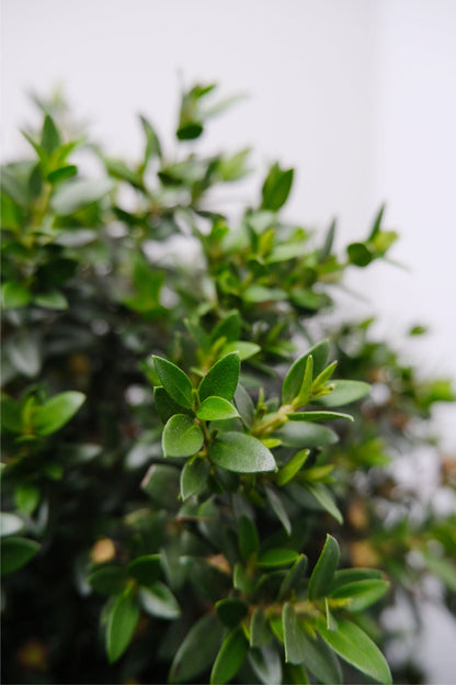 Myrtus On Stem