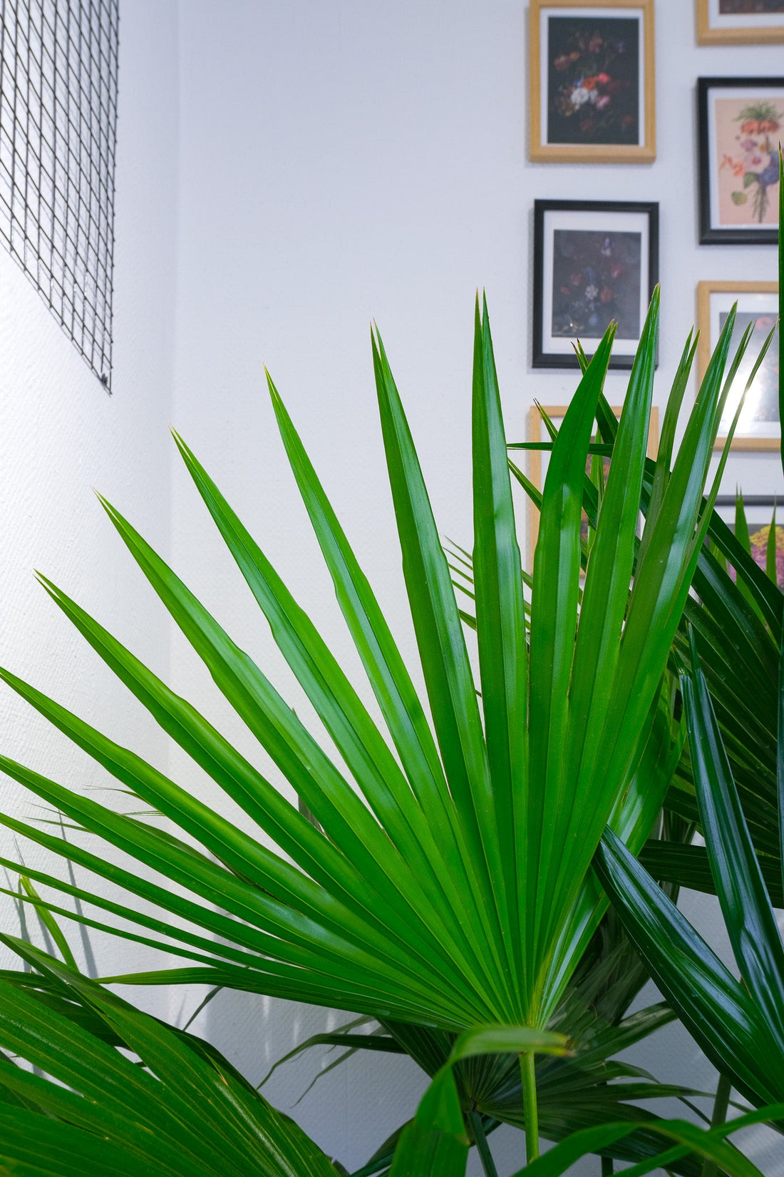 Livistona Rotundifolia - Image 3