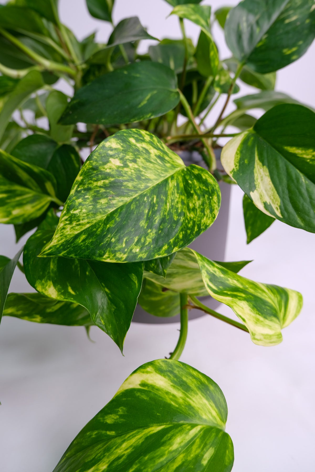 Scindapsus Aureum