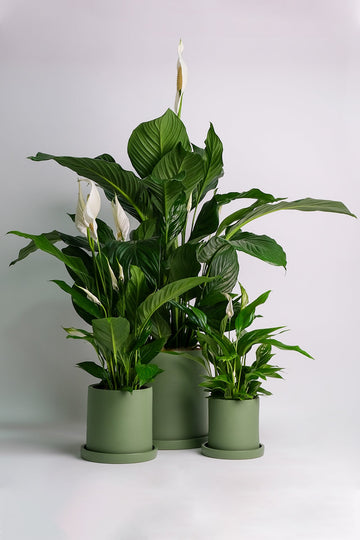 Spathiphyllum
