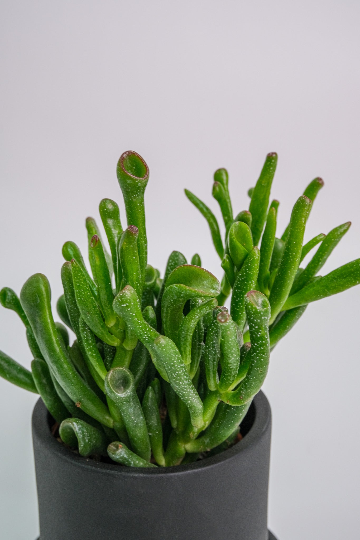 Suculent Mix - Image 2