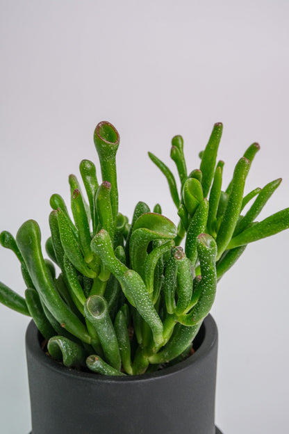 Suculent Mix - Image 2