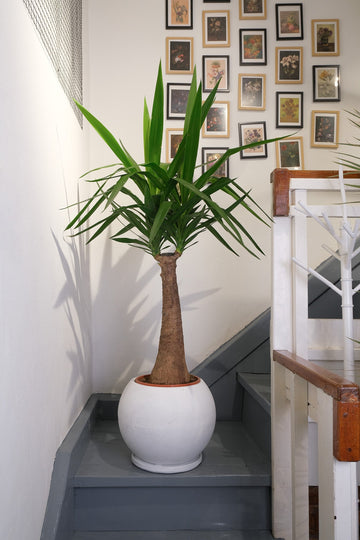 Yucca on Stem