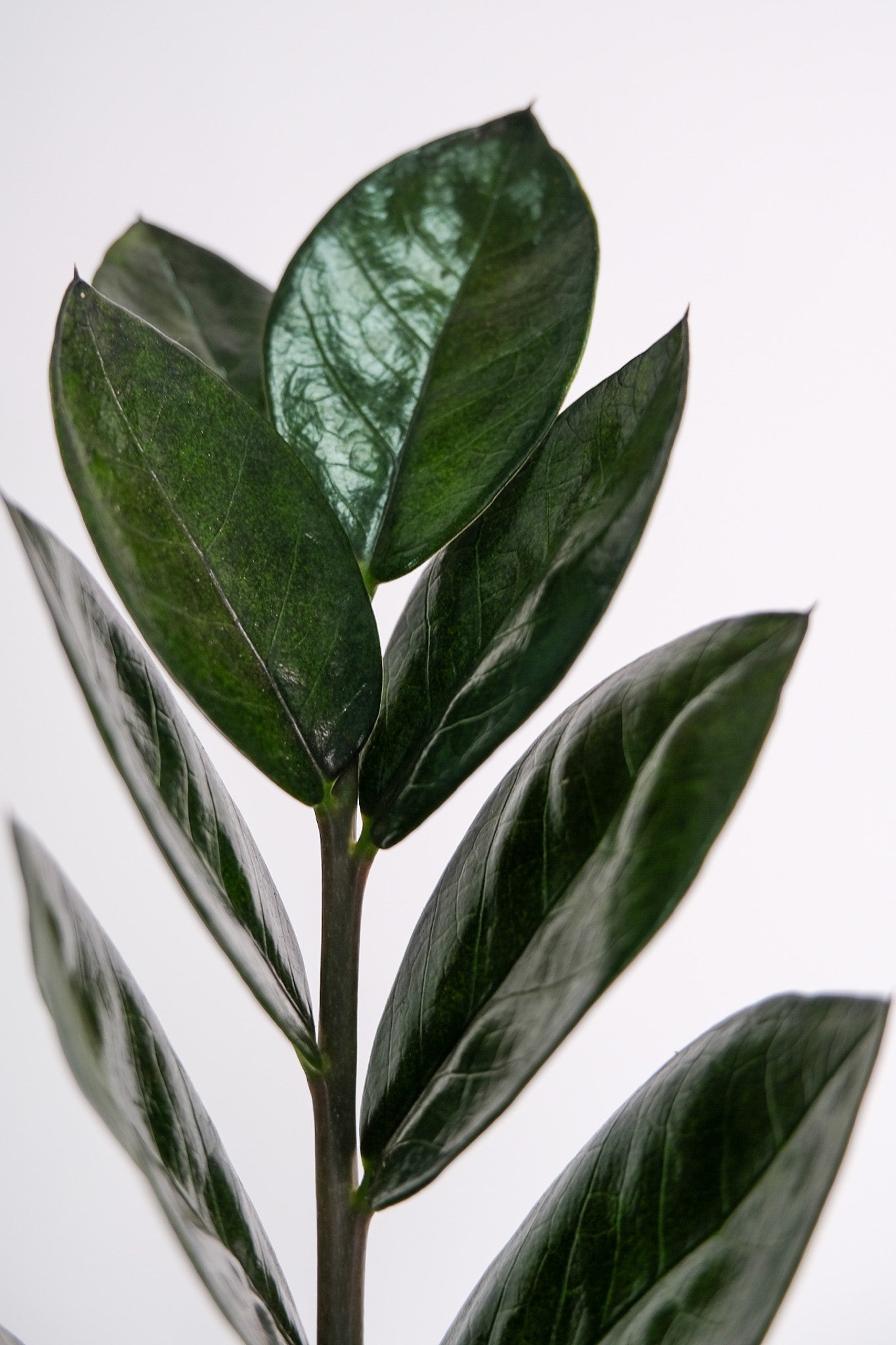 Zamioculcas Raven - 3