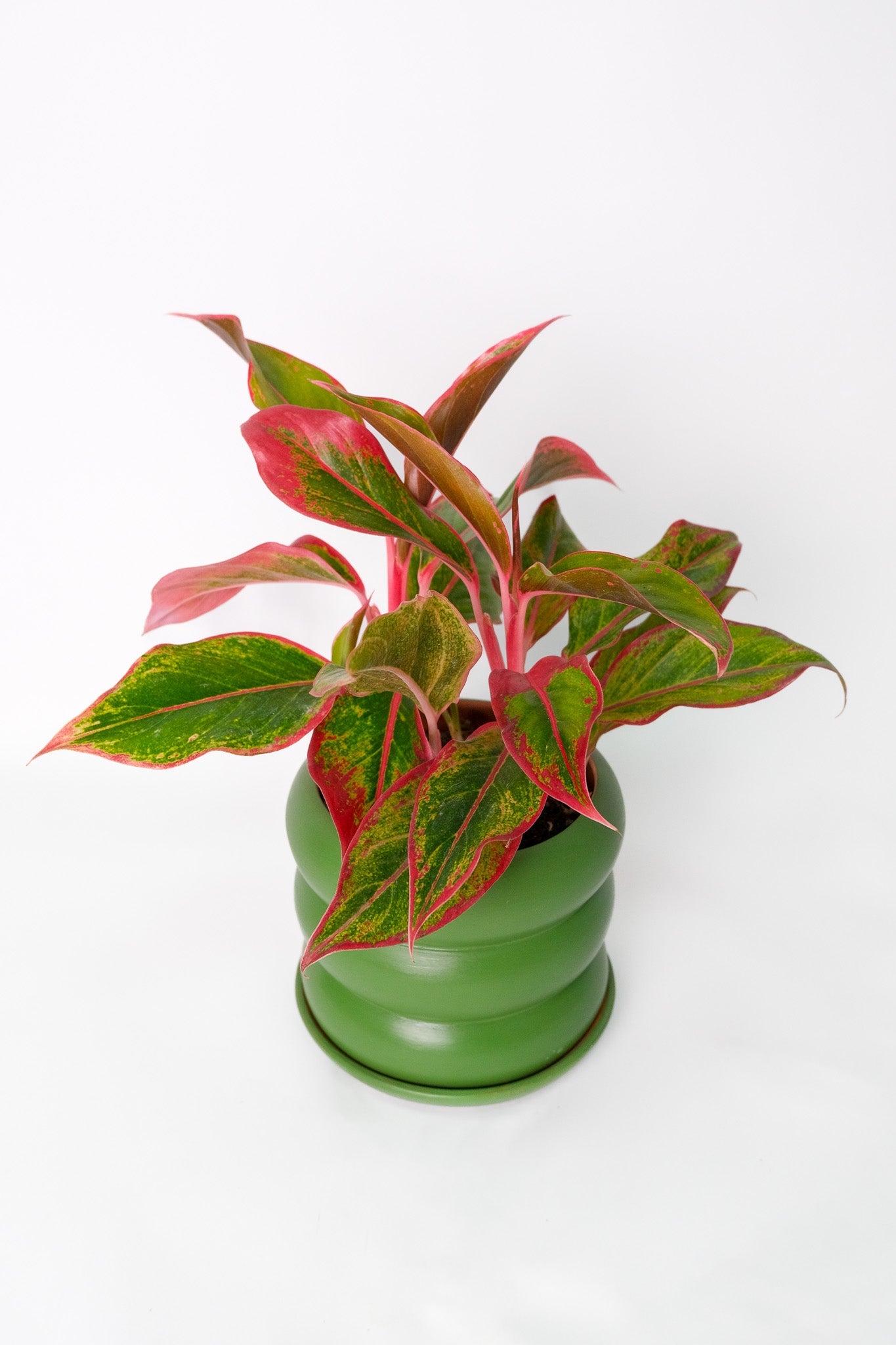 Aglaonema Crete - 3