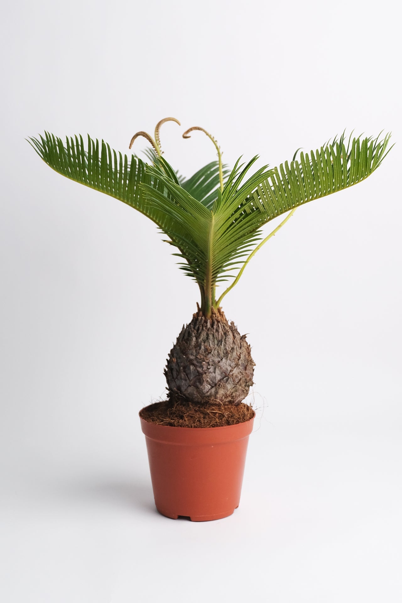 Cycas Palm - Image 3