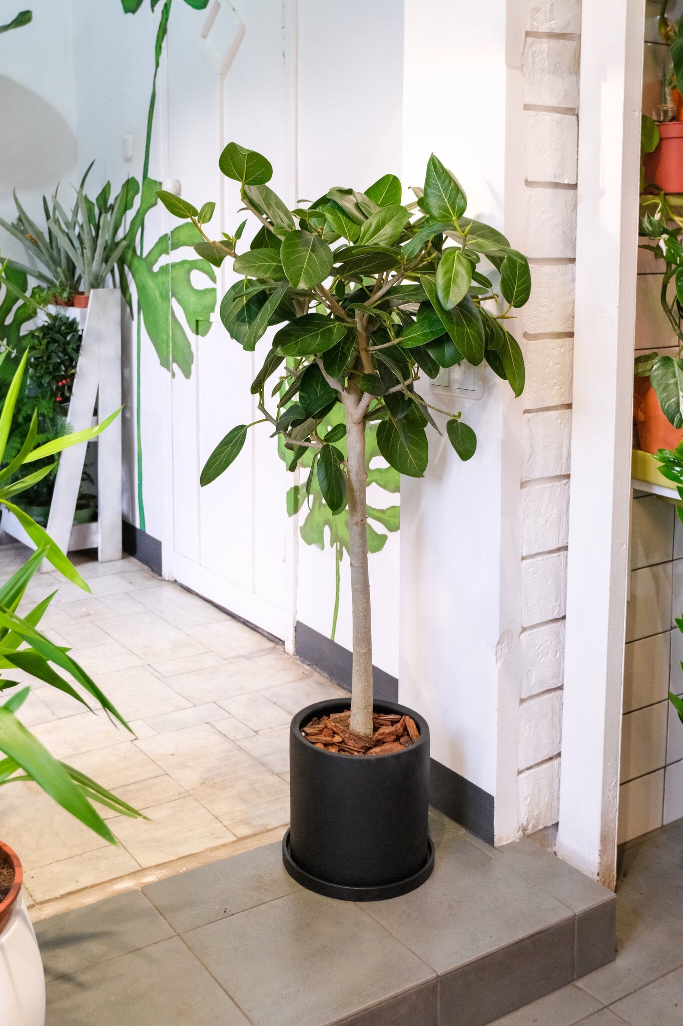 Ficus Audrey on Stem - Image 3