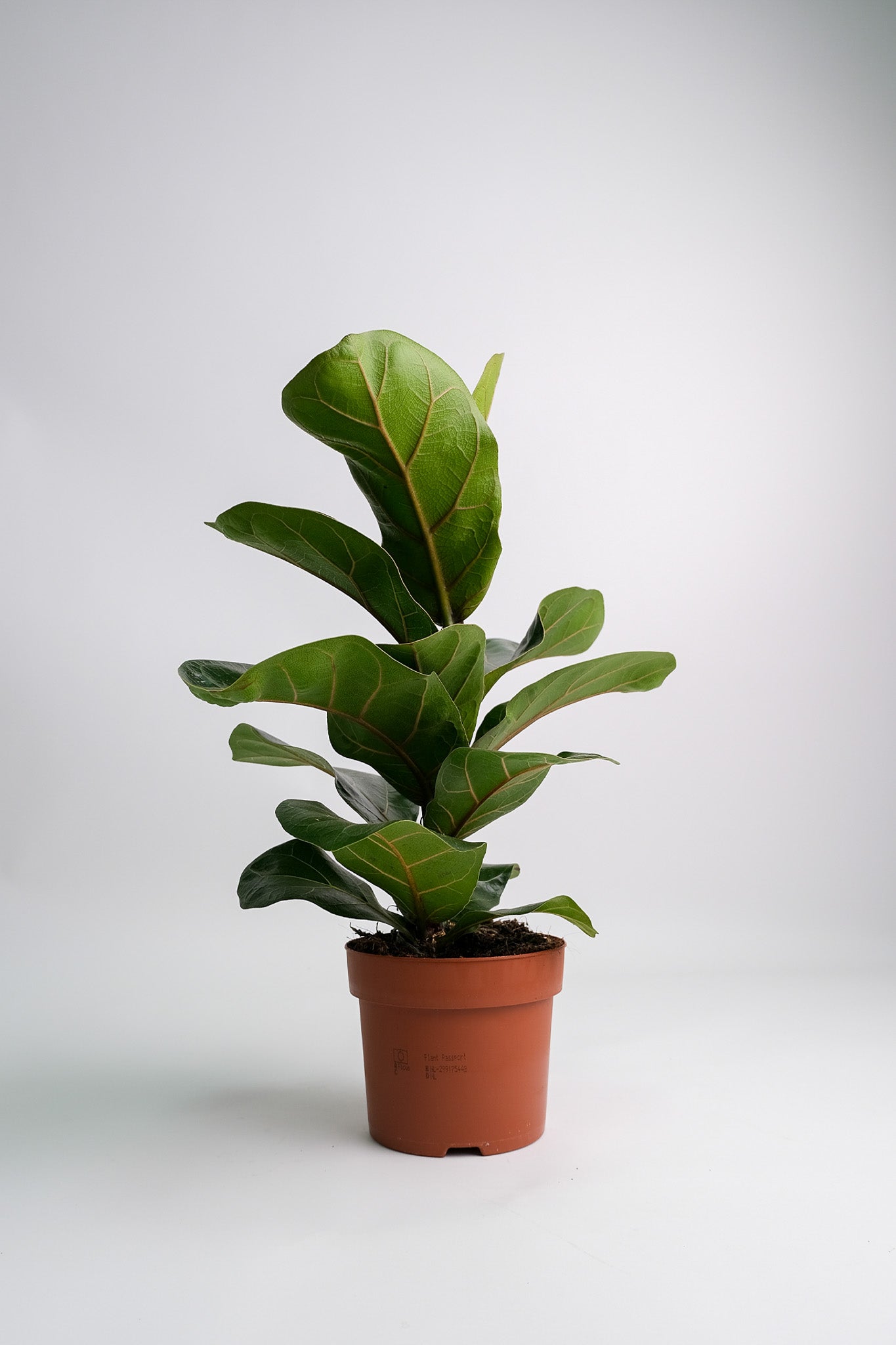 Ficus Lyrata Bambino - Image 3