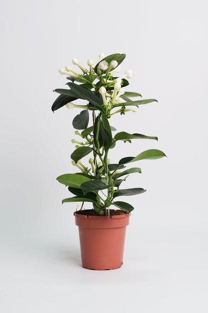 Jasmin Stephanotis - Image 3