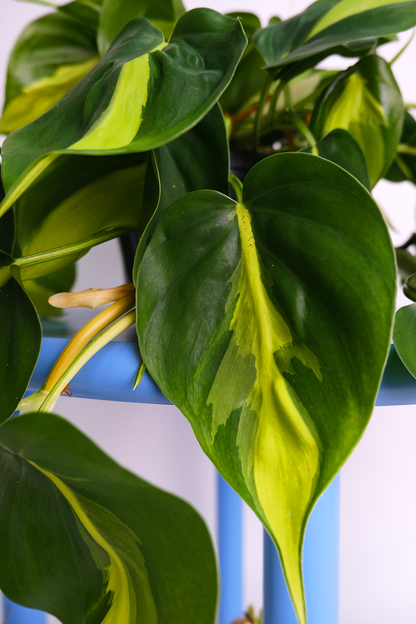 Philodendron Brasil - 3