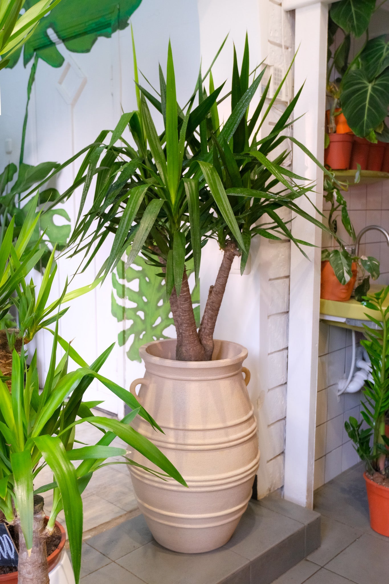 Yucca Branched - Image 3